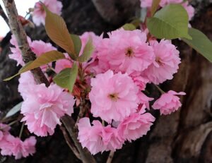 spring, tavasz, virág, nature, love, pink, tavasz, tavasz, tavasz, tavasz, tavasz, virág, virág, virág